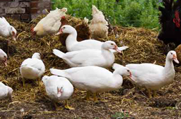ente.jpg